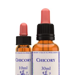 Chicory
