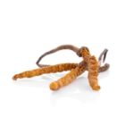 Cordyceps MycoMedica - Image 2