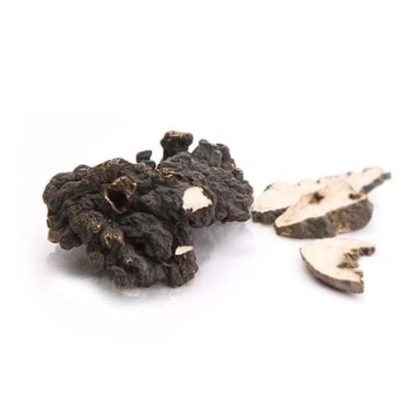 Polyporus MycoMedica - Image 2