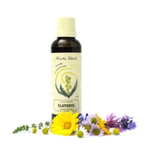 Zlatobyľ obyčajná tinktúra