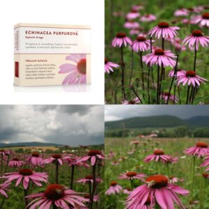 Echinacea purpurová kvet