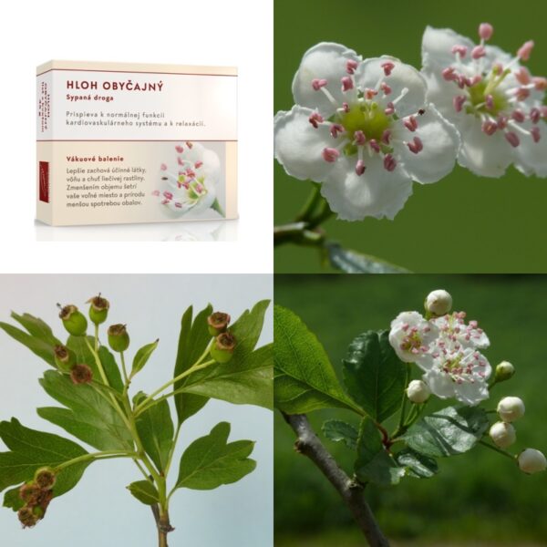 Hloh obyčajný list a kvet - Image 1