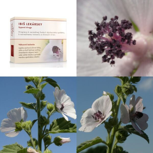 Ibiš lekársky koreň - Image 1