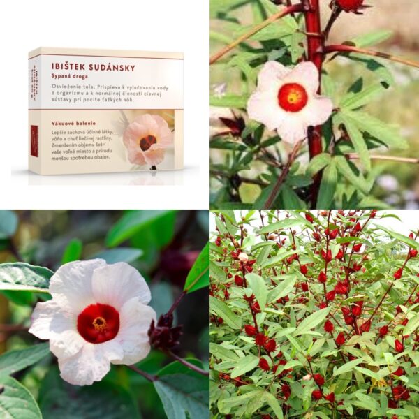 vickywall-sypany-caj-ibistek-sudansky Ibištek sudánsky kvet - Image 1