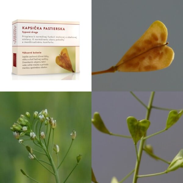 Kapsička pastierska vňať - Image 1