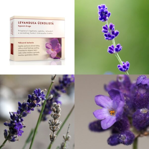 vickywall-sypany-caj-levandula-uzkolista-kvet Levanduľa úzkolistá kvet - Image 1