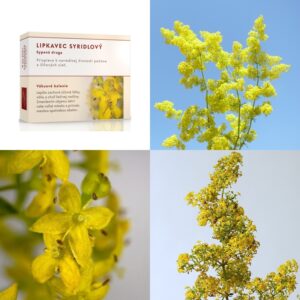 Lipkavec syridlový vňať