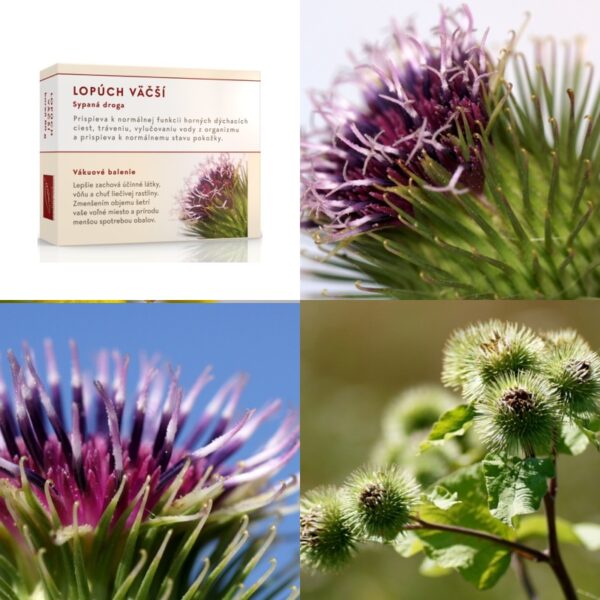 Lopúch väčší koreň - Image 1