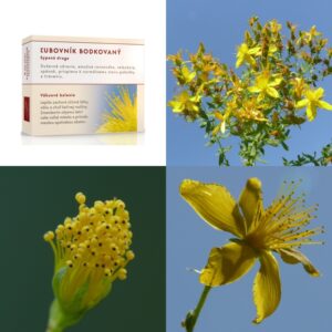 Ľubovník bodkovaný vňať