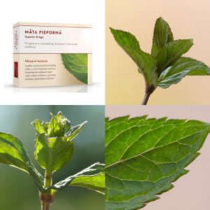 Mäta pieporná vňať