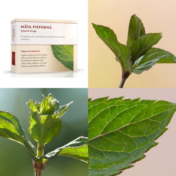 Mäta pieporná vňať - Image 1