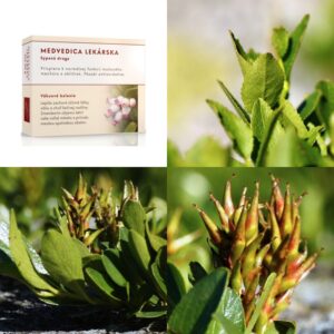 Medvedica lekárska list
