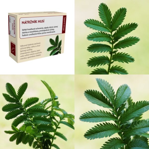 Nátržník husí vňať - Image 1