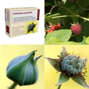 Ostružina malinová list