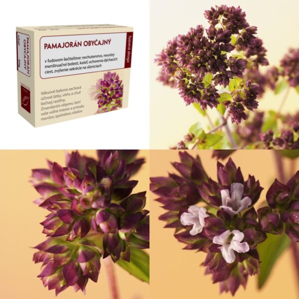 Pamajorán obyčajný vňať - Image 1