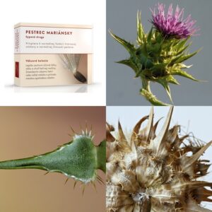 Pestrec mariánsky plod