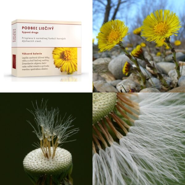 Podbeľ liečivý kvet - Image 1