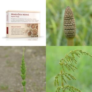Praslička roľná vňať