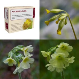 Prvosienka jarná kvet