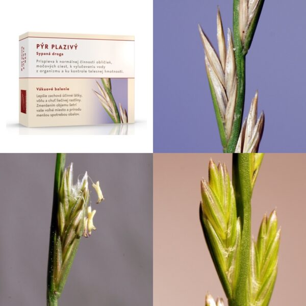 vickywall-sypany-caj-pyr-plazivy Pýr plazivý koreň - Image 1