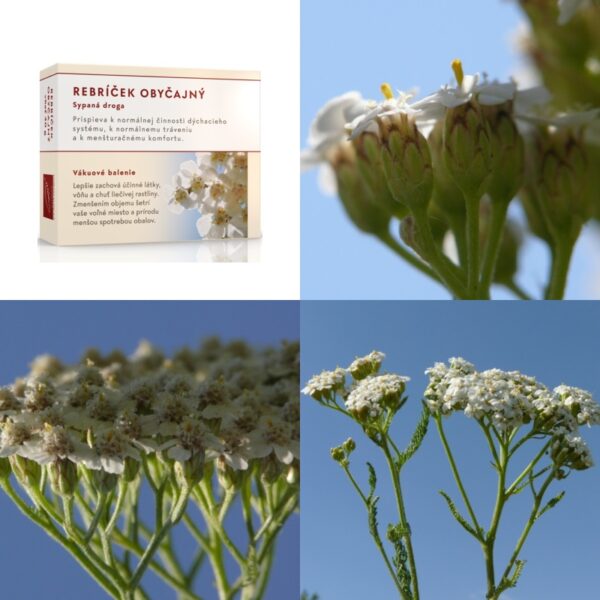 Rebríček obyčajný vňať - Image 1