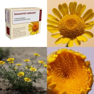 Rumanovec (Ruman) farbiarsky kvet
