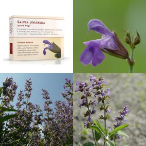 Šalvia lekárska vňať