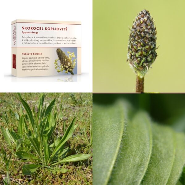 Skorocel kopijovitý list - Image 1