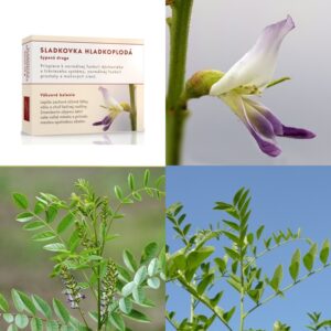 Sladkovka hladkoplodá koreň