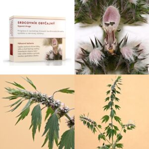 Srdcovník obyčajný vňať