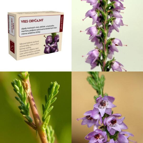 Vres obyčajný kvet a vňať - Image 1