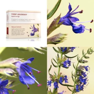 Yzop lekársky vňať