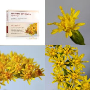 Zlatobyľ obyčajná vňať