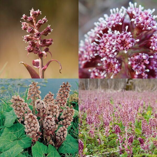 Deväťsil lekársky podzemok - Image 1