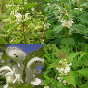 Hluchavka biela vňať