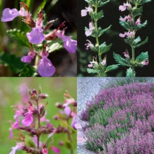 Hrdobarka obyčajná vňať