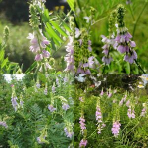 Jastrabina lekárska vňať