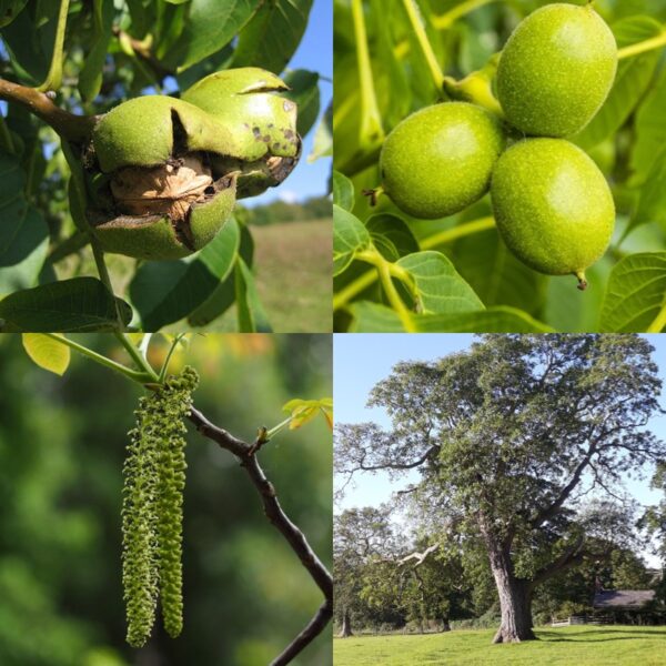 Orech kráľovský list - Image 1