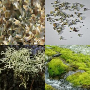 Pľuzgierka islandská stielka