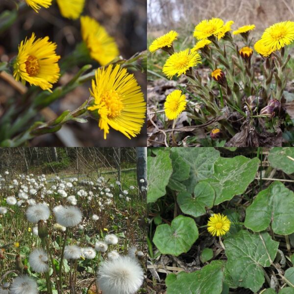 Podbeľ liečivý list - Image 1