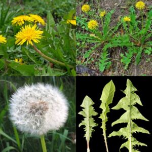 Púpava lekárska list