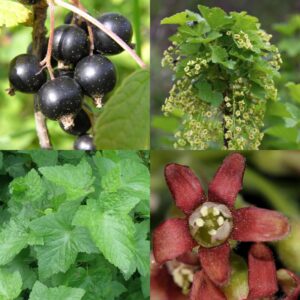 Ríbezľa čierna list