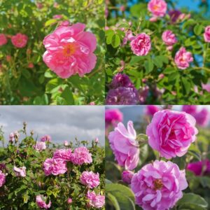 Ruža stolistá, damascénska okvetné lístky (lupene)