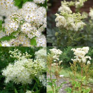 Túžobník brestový vňať